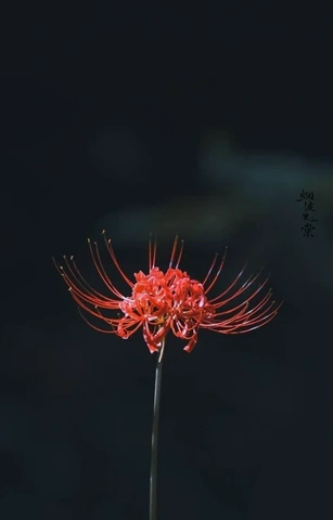 Hình Ảnh Hoa Bỉ Ngạn Đau Thương: Ý Nghĩa, Truyền Thuyết & Cách Tải Wallpaper Đẹp Nhất Hình Ảnh Hoa Bỉ Ngạn Đau Thương: Ý Nghĩa, Truyền Thuyết & Cách Tải Wallpaper Đẹp Nhất
