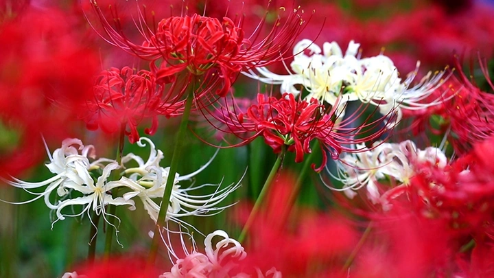 Hình Ảnh Hoa Bỉ Ngạn Đau Thương: Ý Nghĩa, Truyền Thuyết & Cách Tải Wallpaper Đẹp Nhất Hình Ảnh Hoa Bỉ Ngạn Đau Thương: Ý Nghĩa, Truyền Thuyết & Cách Tải Wallpaper Đẹp Nhất