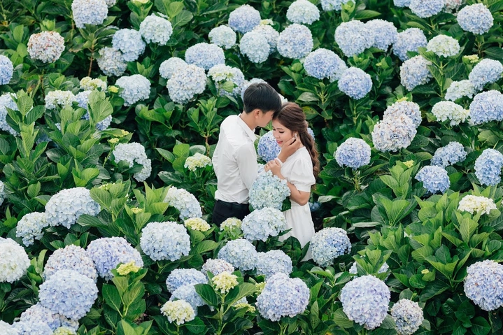 Tải Ngay 5.000+ Hình Ảnh Hoa Cẩm Tú Cầu Đẹp – Dành Cho Designer & Người Yêu Thiên Nhiên