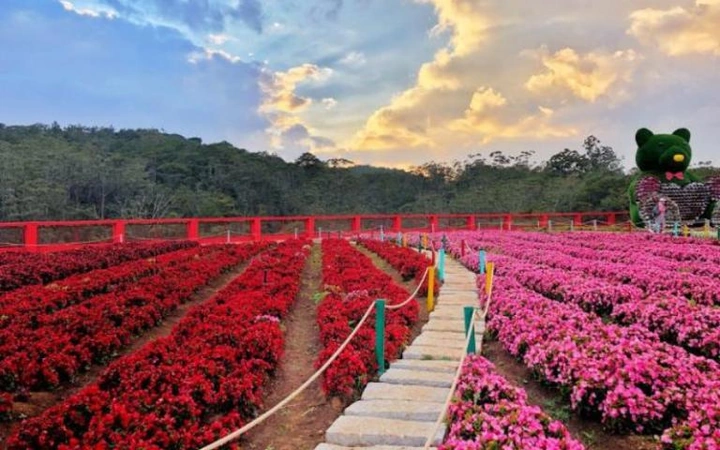 Hình Ảnh Hoa Đà Lạt Đẹp: Bộ Sưu Tập Toàn Diện Cho Người Yêu Thiên Nhiên & Du Lịch
