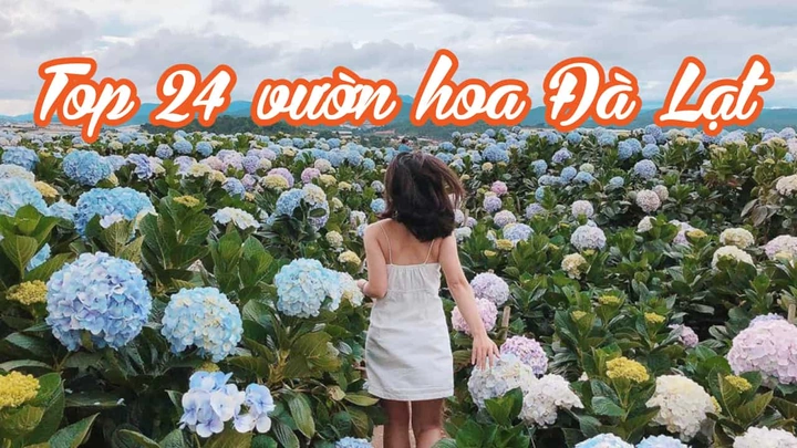 Hình Ảnh Hoa Đà Lạt Đẹp: Bộ Sưu Tập Toàn Diện Cho Người Yêu Thiên Nhiên & Du Lịch