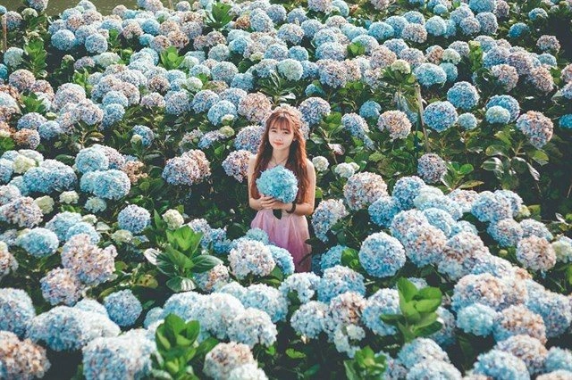 Hình Ảnh Hoa Đà Lạt Đẹp: Bộ Sưu Tập Toàn Diện Cho Người Yêu Thiên Nhiên & Du Lịch
