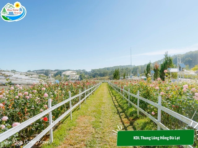 Hình Ảnh Hoa Đà Lạt Đẹp: Bộ Sưu Tập Toàn Diện Cho Người Yêu Thiên Nhiên & Du Lịch