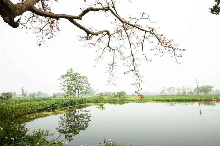 Hình Ảnh Hoa Gạo Tháng Ba: Bộ Sưu Tập Đầy Đủ, Lịch Sử & Mẹo Chụp Đẹp Dành Cho Người Yêu Thiên Nhiên Việt Nam Hình Ảnh Hoa Gạo Tháng Ba: Bộ Sưu Tập Đầy Đủ, Lịch Sử & Mẹo Chụp Đẹp Dành Cho Người Yêu Thiên Nhiên Việt Nam