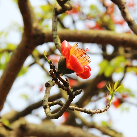 Hình Ảnh Hoa Gạo Tháng Ba: Bộ Sưu Tập Đầy Đủ, Lịch Sử & Mẹo Chụp Đẹp Dành Cho Người Yêu Thiên Nhiên Việt Nam Hình Ảnh Hoa Gạo Tháng Ba: Bộ Sưu Tập Đầy Đủ, Lịch Sử & Mẹo Chụp Đẹp Dành Cho Người Yêu Thiên Nhiên Việt Nam