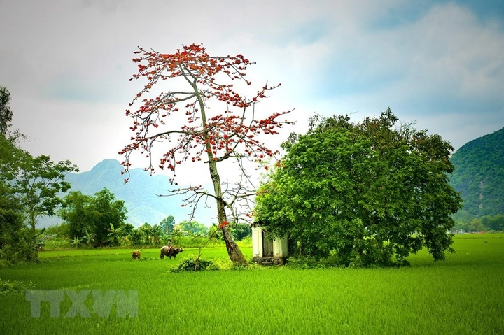 Hình Ảnh Hoa Gạo Tháng Ba: Bộ Sưu Tập Đầy Đủ, Lịch Sử & Mẹo Chụp Đẹp Dành Cho Người Yêu Thiên Nhiên Việt Nam Hình Ảnh Hoa Gạo Tháng Ba: Bộ Sưu Tập Đầy Đủ, Lịch Sử & Mẹo Chụp Đẹp Dành Cho Người Yêu Thiên Nhiên Việt Nam