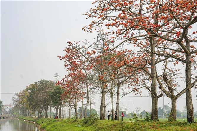 Hình Ảnh Hoa Gạo Tháng Ba: Bộ Sưu Tập Đầy Đủ, Lịch Sử & Mẹo Chụp Đẹp Dành Cho Người Yêu Thiên Nhiên Việt Nam Hình Ảnh Hoa Gạo Tháng Ba: Bộ Sưu Tập Đầy Đủ, Lịch Sử & Mẹo Chụp Đẹp Dành Cho Người Yêu Thiên Nhiên Việt Nam