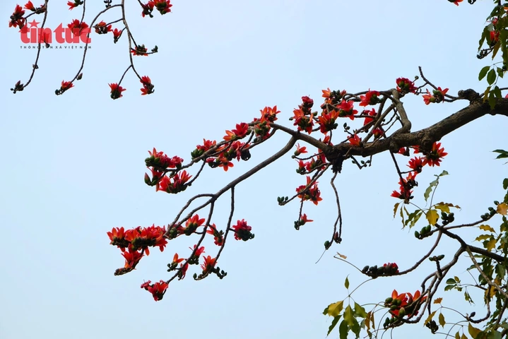 Hình Ảnh Hoa Gạo Tháng Ba: Bộ Sưu Tập Đầy Đủ, Lịch Sử & Mẹo Chụp Đẹp Dành Cho Người Yêu Thiên Nhiên Việt Nam Hình Ảnh Hoa Gạo Tháng Ba: Bộ Sưu Tập Đầy Đủ, Lịch Sử & Mẹo Chụp Đẹp Dành Cho Người Yêu Thiên Nhiên Việt Nam