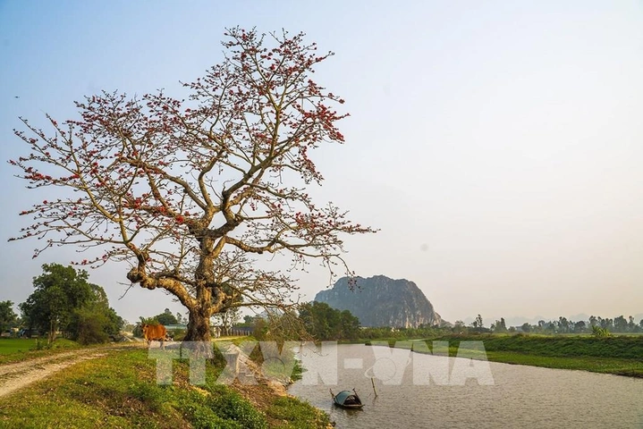 Hình Ảnh Hoa Gạo Tháng Ba: Bộ Sưu Tập Đầy Đủ, Lịch Sử & Mẹo Chụp Đẹp Dành Cho Người Yêu Thiên Nhiên Việt Nam Hình Ảnh Hoa Gạo Tháng Ba: Bộ Sưu Tập Đầy Đủ, Lịch Sử & Mẹo Chụp Đẹp Dành Cho Người Yêu Thiên Nhiên Việt Nam