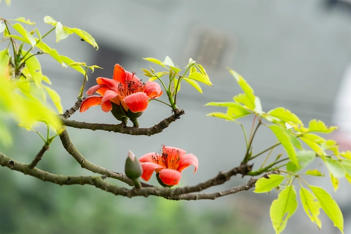 Hình Ảnh Hoa Gạo Tháng Ba: Bộ Sưu Tập Đầy Đủ, Lịch Sử & Mẹo Chụp Đẹp Dành Cho Người Yêu Thiên Nhiên Việt Nam Hình Ảnh Hoa Gạo Tháng Ba: Bộ Sưu Tập Đầy Đủ, Lịch Sử & Mẹo Chụp Đẹp Dành Cho Người Yêu Thiên Nhiên Việt Nam