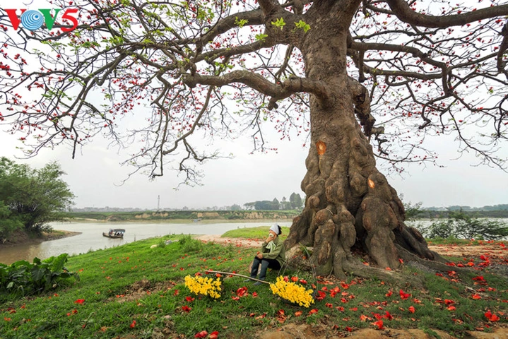 Hình Ảnh Hoa Gạo Tháng Ba: Bộ Sưu Tập Đầy Đủ, Lịch Sử & Mẹo Chụp Đẹp Dành Cho Người Yêu Thiên Nhiên Việt Nam Hình Ảnh Hoa Gạo Tháng Ba: Bộ Sưu Tập Đầy Đủ, Lịch Sử & Mẹo Chụp Đẹp Dành Cho Người Yêu Thiên Nhiên Việt Nam