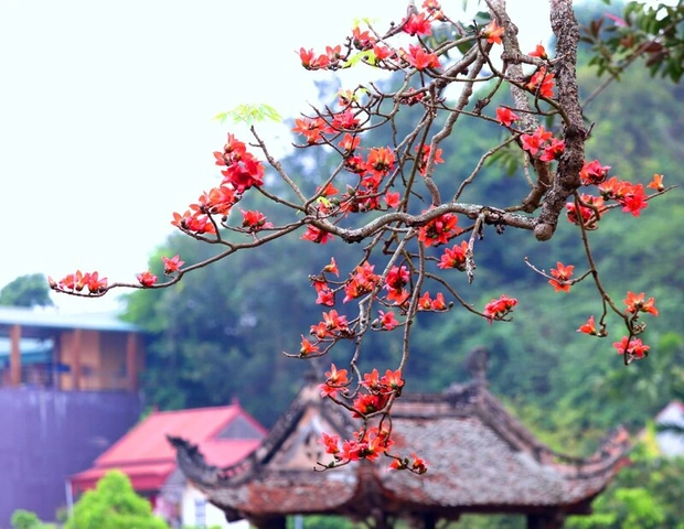 Hình Ảnh Hoa Gạo Tháng Ba: Bộ Sưu Tập Đầy Đủ, Lịch Sử & Mẹo Chụp Đẹp Dành Cho Người Yêu Thiên Nhiên Việt Nam Hình Ảnh Hoa Gạo Tháng Ba: Bộ Sưu Tập Đầy Đủ, Lịch Sử & Mẹo Chụp Đẹp Dành Cho Người Yêu Thiên Nhiên Việt Nam