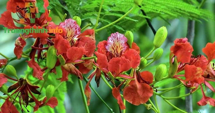 100+ Hình Ảnh Hoa Học Trò Đẹp 2026, Bộ Sưu Tập Đầy Màu Sắc 100+ Hình Ảnh Hoa Học Trò Đẹp 2026, Bộ Sưu Tập Đầy Màu Sắc