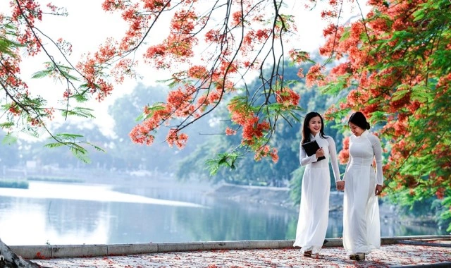 100+ Hình Ảnh Hoa Học Trò Đẹp 2026, Bộ Sưu Tập Đầy Màu Sắc 100+ Hình Ảnh Hoa Học Trò Đẹp 2026, Bộ Sưu Tập Đầy Màu Sắc