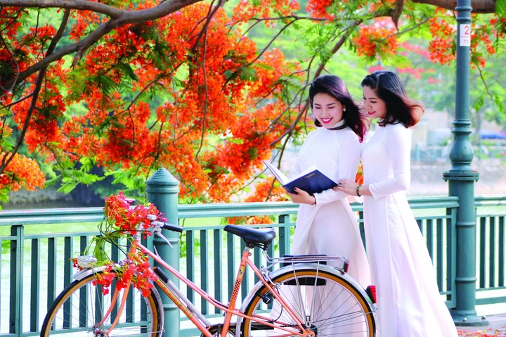 100+ Hình Ảnh Hoa Học Trò Đẹp 2026, Bộ Sưu Tập Đầy Màu Sắc 100+ Hình Ảnh Hoa Học Trò Đẹp 2026, Bộ Sưu Tập Đầy Màu Sắc