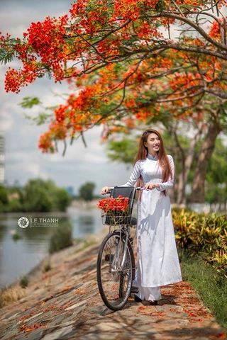 100+ Hình Ảnh Hoa Học Trò Đẹp 2026, Bộ Sưu Tập Đầy Màu Sắc 100+ Hình Ảnh Hoa Học Trò Đẹp 2026, Bộ Sưu Tập Đầy Màu Sắc
