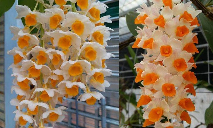 Hình Ảnh Hoa Lan Kiều Vàng: Tất Cả Những Điều Bạn Cần Biết Để Tận Hưởng Vẻ Đẹp Quý Hiếm (dành Cho Người Yêu Thích Lan & Người Trồng Lan) Hình Ảnh Hoa Lan Kiều Vàng: Tất Cả Những Điều Bạn Cần Biết Để Tận Hưởng Vẻ Đẹp Quý Hiếm (dành Cho Người Yêu Thích Lan & Người Trồng Lan)