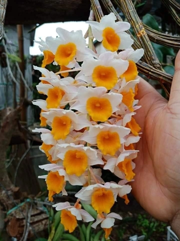 Hình Ảnh Hoa Lan Kiều Vàng: Tất Cả Những Điều Bạn Cần Biết Để Tận Hưởng Vẻ Đẹp Quý Hiếm (dành Cho Người Yêu Thích Lan & Người Trồng Lan) Hình Ảnh Hoa Lan Kiều Vàng: Tất Cả Những Điều Bạn Cần Biết Để Tận Hưởng Vẻ Đẹp Quý Hiếm (dành Cho Người Yêu Thích Lan & Người Trồng Lan)