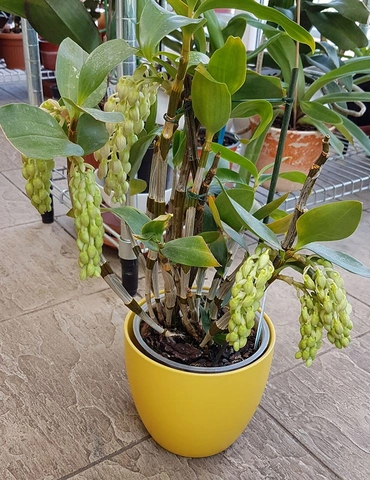 Hình Ảnh Hoa Lan Kiều Vàng: Tất Cả Những Điều Bạn Cần Biết Để Tận Hưởng Vẻ Đẹp Quý Hiếm (dành Cho Người Yêu Thích Lan & Người Trồng Lan) Hình Ảnh Hoa Lan Kiều Vàng: Tất Cả Những Điều Bạn Cần Biết Để Tận Hưởng Vẻ Đẹp Quý Hiếm (dành Cho Người Yêu Thích Lan & Người Trồng Lan)