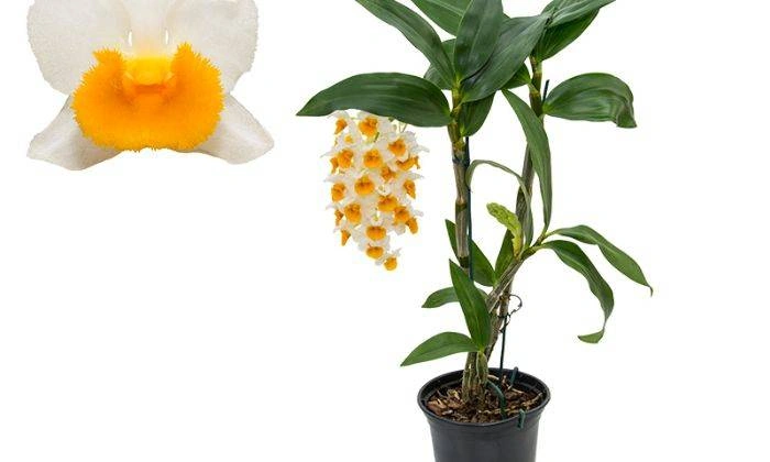 Hình Ảnh Hoa Lan Kiều Vàng: Tất Cả Những Điều Bạn Cần Biết Để Tận Hưởng Vẻ Đẹp Quý Hiếm (dành Cho Người Yêu Thích Lan & Người Trồng Lan) Hình Ảnh Hoa Lan Kiều Vàng: Tất Cả Những Điều Bạn Cần Biết Để Tận Hưởng Vẻ Đẹp Quý Hiếm (dành Cho Người Yêu Thích Lan & Người Trồng Lan)