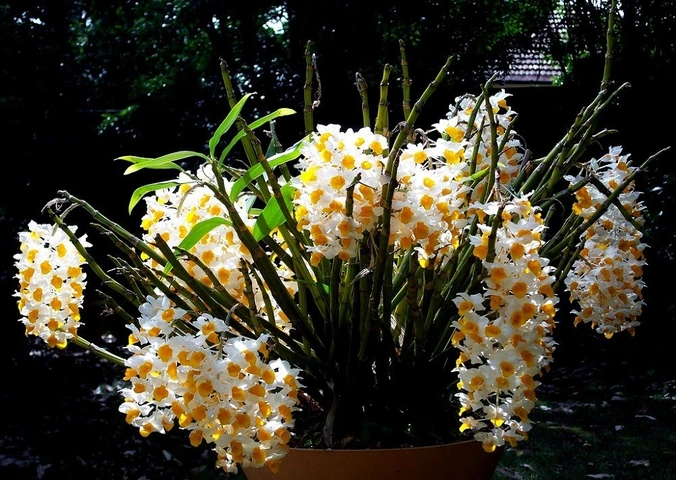 Hình Ảnh Hoa Lan Kiều Vàng: Tất Cả Những Điều Bạn Cần Biết Để Tận Hưởng Vẻ Đẹp Quý Hiếm (dành Cho Người Yêu Thích Lan & Người Trồng Lan) Hình Ảnh Hoa Lan Kiều Vàng: Tất Cả Những Điều Bạn Cần Biết Để Tận Hưởng Vẻ Đẹp Quý Hiếm (dành Cho Người Yêu Thích Lan & Người Trồng Lan)