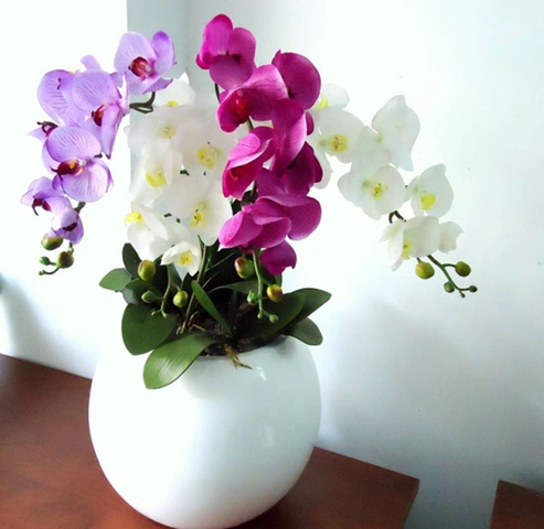 Hình Ảnh Hoa Lan Kiều Vàng: Tất Cả Những Điều Bạn Cần Biết Để Tận Hưởng Vẻ Đẹp Quý Hiếm (dành Cho Người Yêu Thích Lan & Người Trồng Lan) Hình Ảnh Hoa Lan Kiều Vàng: Tất Cả Những Điều Bạn Cần Biết Để Tận Hưởng Vẻ Đẹp Quý Hiếm (dành Cho Người Yêu Thích Lan & Người Trồng Lan)