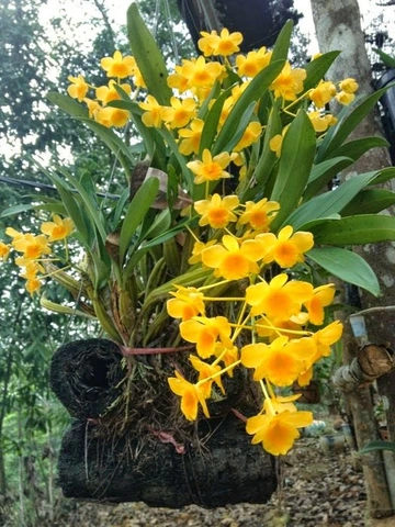 Hình Ảnh Hoa Lan Kiều Vàng: Tất Cả Những Điều Bạn Cần Biết Để Tận Hưởng Vẻ Đẹp Quý Hiếm (dành Cho Người Yêu Thích Lan & Người Trồng Lan) Hình Ảnh Hoa Lan Kiều Vàng: Tất Cả Những Điều Bạn Cần Biết Để Tận Hưởng Vẻ Đẹp Quý Hiếm (dành Cho Người Yêu Thích Lan & Người Trồng Lan)