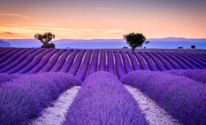 100+ Hình Ảnh Hoa Lavender Đẹp 2026 – Bạn Đã Xem Chưa? 100+ Hình Ảnh Hoa Lavender Đẹp 2026 – Bạn Đã Xem Chưa?
