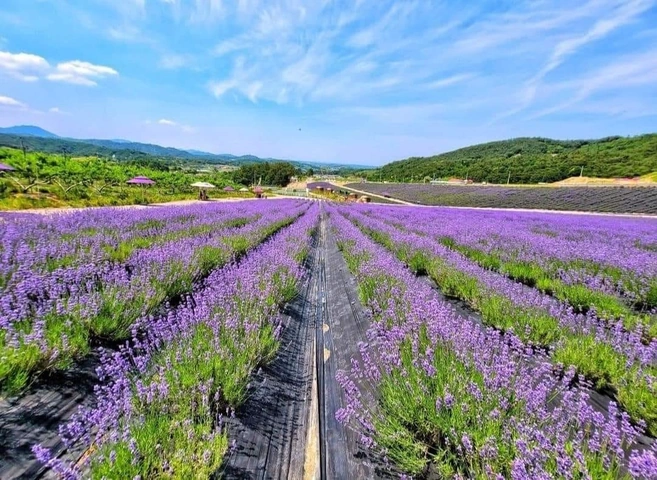 100+ Hình Ảnh Hoa Lavender Đẹp 2026 – Bạn Đã Xem Chưa? 100+ Hình Ảnh Hoa Lavender Đẹp 2026 – Bạn Đã Xem Chưa?