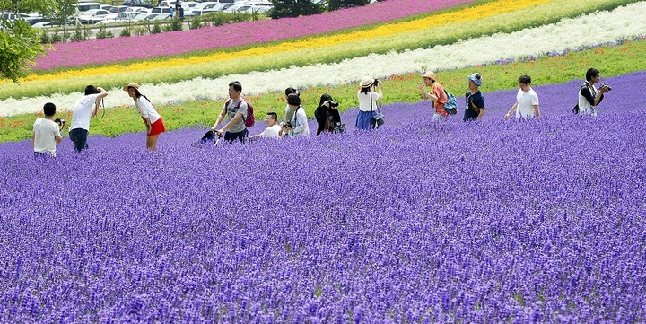 100+ Hình Ảnh Hoa Lavender Đẹp 2026 – Bạn Đã Xem Chưa? 100+ Hình Ảnh Hoa Lavender Đẹp 2026 – Bạn Đã Xem Chưa?