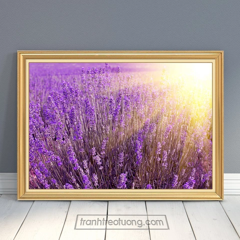 100+ Hình Ảnh Hoa Lavender Đẹp 2026 – Bạn Đã Xem Chưa? 100+ Hình Ảnh Hoa Lavender Đẹp 2026 – Bạn Đã Xem Chưa?