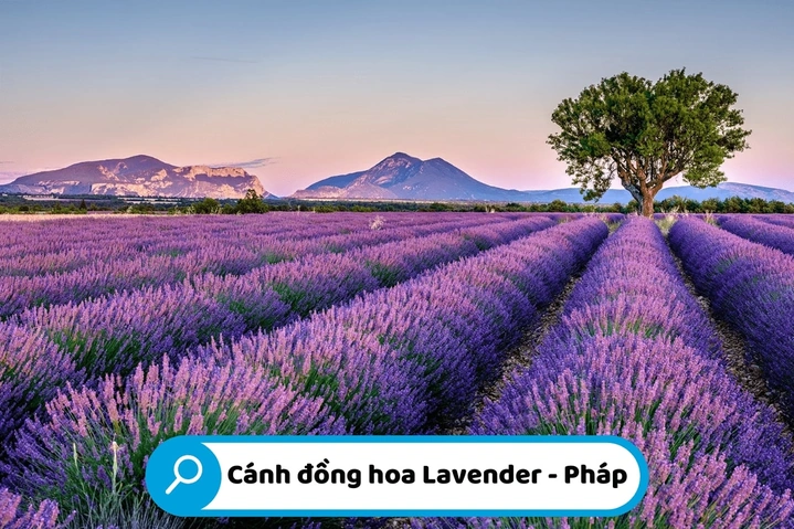 100+ Hình Ảnh Hoa Lavender Đẹp 2026 – Bạn Đã Xem Chưa? 100+ Hình Ảnh Hoa Lavender Đẹp 2026 – Bạn Đã Xem Chưa?