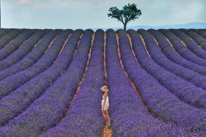 100+ Hình Ảnh Hoa Lavender Đẹp 2026 – Bạn Đã Xem Chưa? 100+ Hình Ảnh Hoa Lavender Đẹp 2026 – Bạn Đã Xem Chưa?