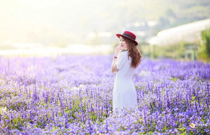 100+ Hình Ảnh Hoa Lavender Đẹp 2026 – Bạn Đã Xem Chưa? 100+ Hình Ảnh Hoa Lavender Đẹp 2026 – Bạn Đã Xem Chưa?