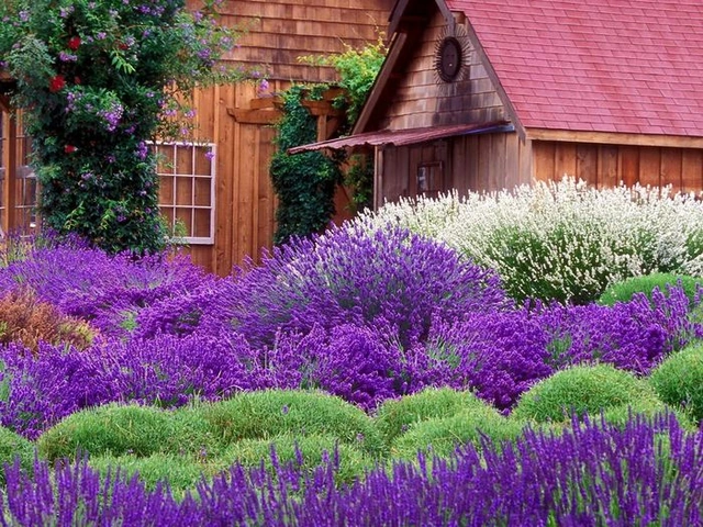 100+ Hình Ảnh Hoa Lavender Đẹp 2026 – Bạn Đã Xem Chưa? 100+ Hình Ảnh Hoa Lavender Đẹp 2026 – Bạn Đã Xem Chưa?