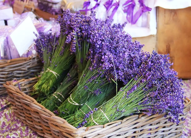 100+ Hình Ảnh Hoa Lavender Đẹp 2026 – Bạn Đã Xem Chưa? 100+ Hình Ảnh Hoa Lavender Đẹp 2026 – Bạn Đã Xem Chưa?
