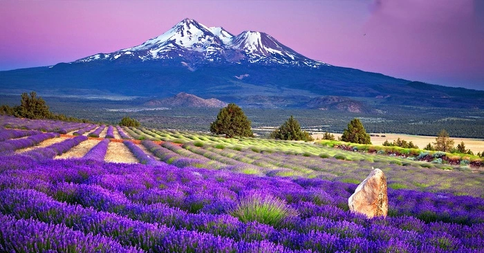 100+ Hình Ảnh Hoa Lavender Đẹp 2026 – Bạn Đã Xem Chưa? 100+ Hình Ảnh Hoa Lavender Đẹp 2026 – Bạn Đã Xem Chưa?