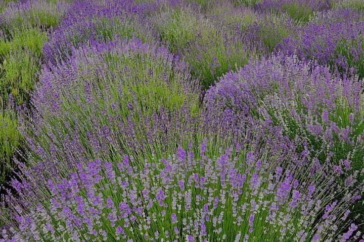 100+ Hình Ảnh Hoa Lavender Đẹp 2026 – Bạn Đã Xem Chưa? 100+ Hình Ảnh Hoa Lavender Đẹp 2026 – Bạn Đã Xem Chưa?