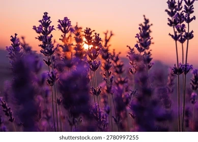 100+ Hình Ảnh Hoa Lavender Đẹp 2026 – Bạn Đã Xem Chưa? 100+ Hình Ảnh Hoa Lavender Đẹp 2026 – Bạn Đã Xem Chưa?