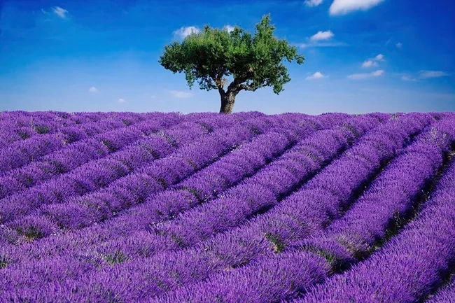 100+ Hình Ảnh Hoa Lavender Đẹp 2026 – Bạn Đã Xem Chưa? 100+ Hình Ảnh Hoa Lavender Đẹp 2026 – Bạn Đã Xem Chưa?