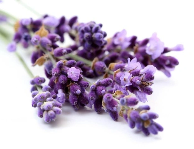 100+ Hình Ảnh Hoa Lavender Đẹp 2026 – Bạn Đã Xem Chưa? 100+ Hình Ảnh Hoa Lavender Đẹp 2026 – Bạn Đã Xem Chưa?