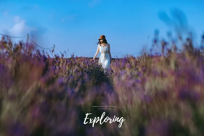 100+ Hình Ảnh Hoa Lavender Đẹp 2026 – Bạn Đã Xem Chưa? 100+ Hình Ảnh Hoa Lavender Đẹp 2026 – Bạn Đã Xem Chưa?