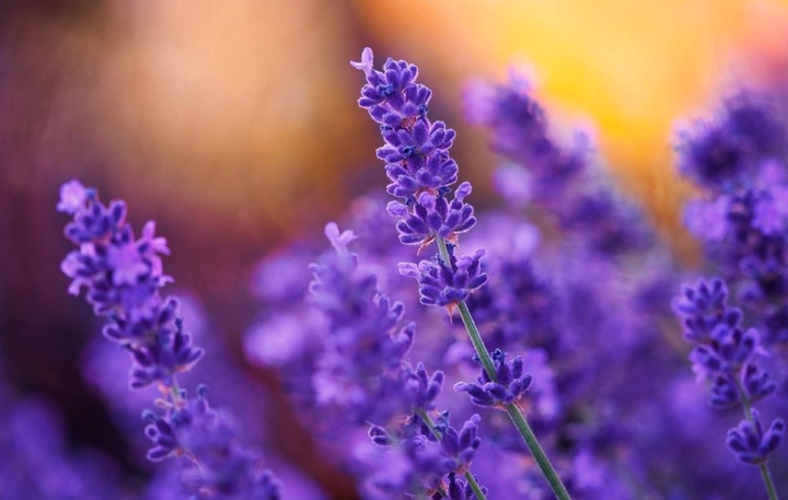 100+ Hình Ảnh Hoa Lavender Đẹp 2026 – Bạn Đã Xem Chưa? 100+ Hình Ảnh Hoa Lavender Đẹp 2026 – Bạn Đã Xem Chưa?
