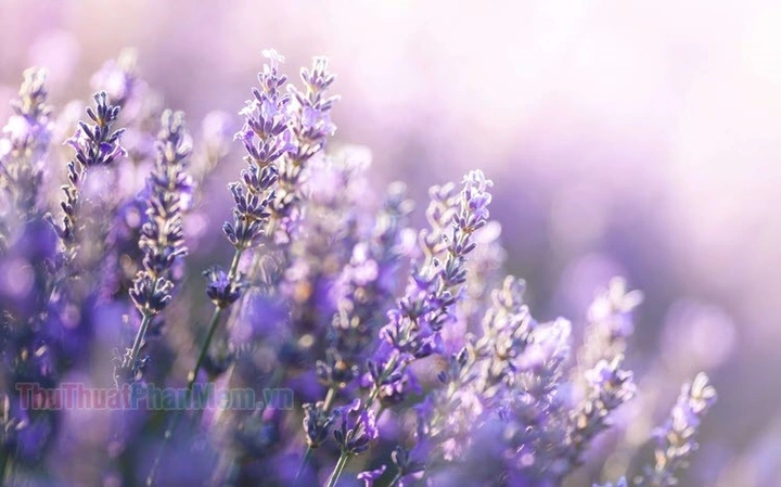 100+ Hình Ảnh Hoa Lavender Đẹp 2026 – Bạn Đã Xem Chưa? 100+ Hình Ảnh Hoa Lavender Đẹp 2026 – Bạn Đã Xem Chưa?
