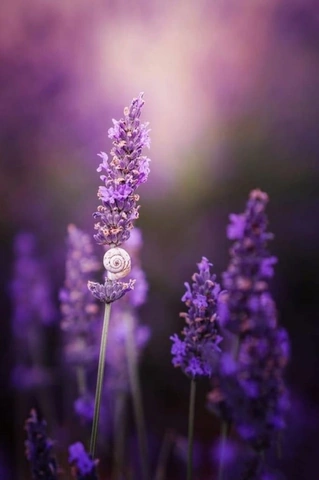 100+ Hình Ảnh Hoa Lavender Đẹp 2026 – Bạn Đã Xem Chưa? 100+ Hình Ảnh Hoa Lavender Đẹp 2026 – Bạn Đã Xem Chưa?