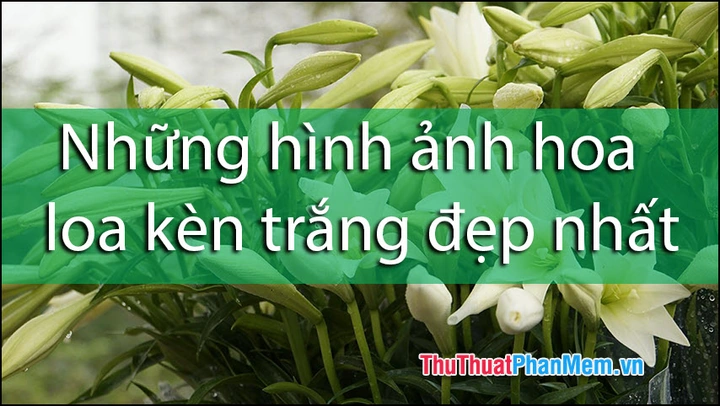 Hình Ảnh Hoa Loa Kèn Trắng Đẹp Nhất: Tập Hợp 5,000+ Ảnh Độc Quyền Cho Người Yêu Thiên Nhiên & Trang Trí Nội Thất Hình Ảnh Hoa Loa Kèn Trắng Đẹp Nhất: Tập Hợp 5,000+ Ảnh Độc Quyền Cho Người Yêu Thiên Nhiên & Trang Trí Nội Thất