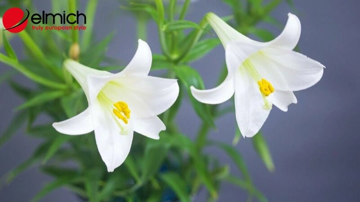 Hình Ảnh Hoa Loa Kèn Trắng Đẹp Nhất: Tập Hợp 5,000+ Ảnh Độc Quyền Cho Người Yêu Thiên Nhiên & Trang Trí Nội Thất Hình Ảnh Hoa Loa Kèn Trắng Đẹp Nhất: Tập Hợp 5,000+ Ảnh Độc Quyền Cho Người Yêu Thiên Nhiên & Trang Trí Nội Thất