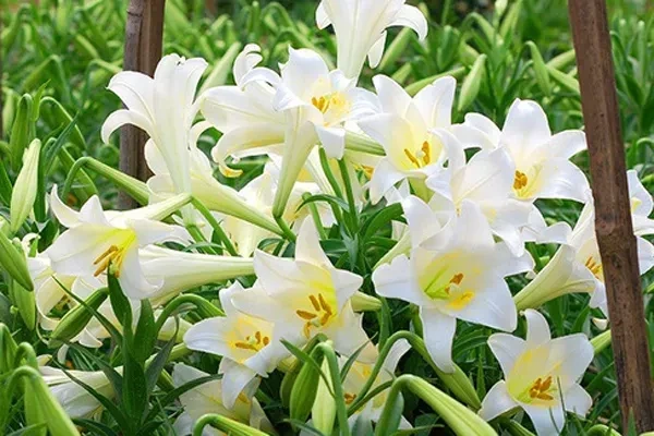 Hình Ảnh Hoa Loa Kèn Trắng Đẹp Nhất: Tập Hợp 5,000+ Ảnh Độc Quyền Cho Người Yêu Thiên Nhiên & Trang Trí Nội Thất Hình Ảnh Hoa Loa Kèn Trắng Đẹp Nhất: Tập Hợp 5,000+ Ảnh Độc Quyền Cho Người Yêu Thiên Nhiên & Trang Trí Nội Thất