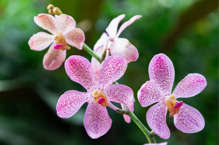 Tải Về & Xem Bộ Sưu Tập Hình Ảnh Hoa Phong Lan Đẹp – Dành Cho Người Yêu Thiên Nhiên & Trang Trí Nội Thất