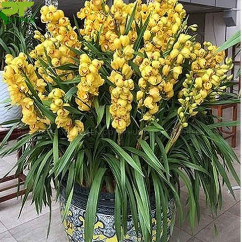Tải Về & Xem Bộ Sưu Tập Hình Ảnh Hoa Phong Lan Đẹp – Dành Cho Người Yêu Thiên Nhiên & Trang Trí Nội Thất